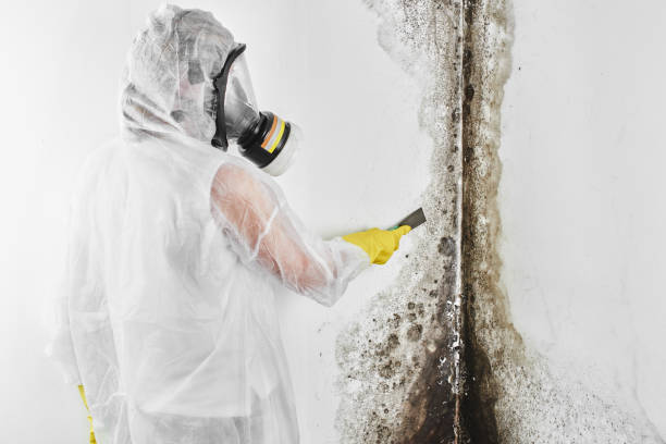 Best HVAC Mold Remediation in Fairview, NY