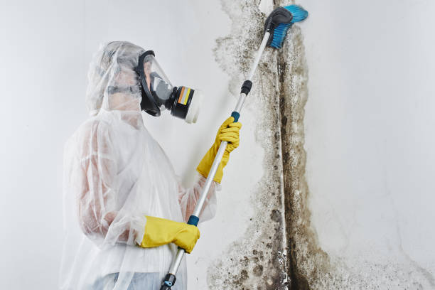 Best Residential Mold Remediation in Fairview, NY