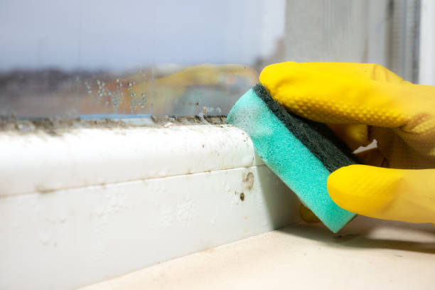 Best Insurance-Related Mold Remediation in Fairview, NY