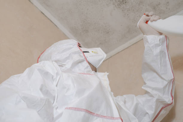 Best White Mold Remediation in Fairview, NY