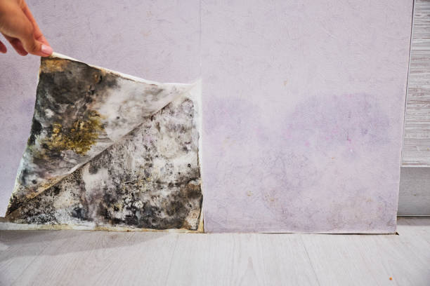 Best Industrial Mold Remediation in Fairview, NY